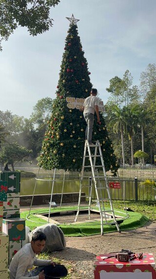 Large Christmas tree rental 5m-6m: book early to secure installation schedule